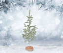 5' Pine Tree on Wood Base