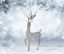 White Christmas Buck