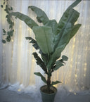 Tropical Palm Plant